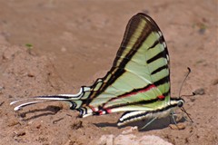 Neographium agesilaus