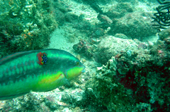 Halichoeres chierchiae