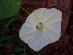 Ipomoea obscura