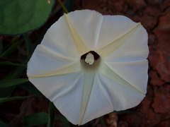 Ipomoea obscura