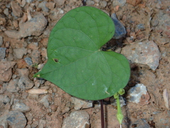 Ipomoea obscura