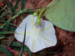 Ipomoea obscura