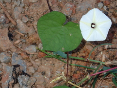Ipomoea obscura