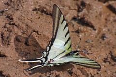 Neographium agesilaus