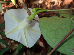 Ipomoea obscura