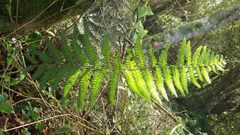 Goniopteris sclerophylla