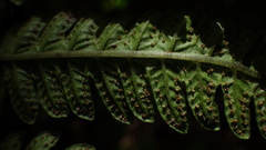 Goniopteris sclerophylla