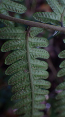 Goniopteris sclerophylla
