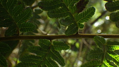 Goniopteris sclerophylla