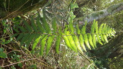 Goniopteris sclerophylla