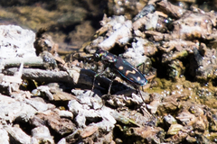 Cicindela haemorrhagica