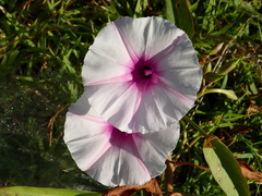 Ipomoea aquatica