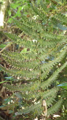 Goniopteris sclerophylla