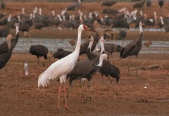 Leucogeranus leucogeranus