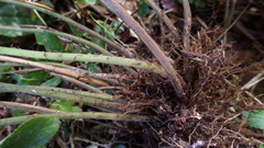Goniopteris sclerophylla