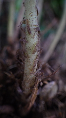 Goniopteris sclerophylla