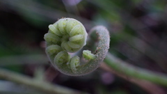 Goniopteris sclerophylla
