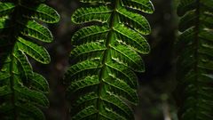 Goniopteris sclerophylla