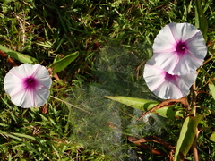 Ipomoea aquatica