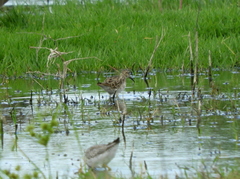 Calidris melanotos