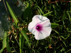 Ipomoea aquatica