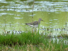 Tringa flavipes
