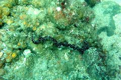 Baseodiscus mexicanus