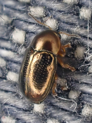 Diachus auratus