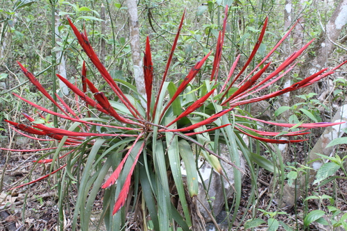 Tillandsia flabellata Baker