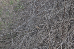 Tarphonomus certhioides