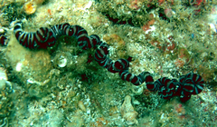 Baseodiscus mexicanus
