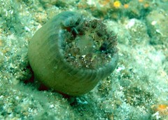 Telmatactis panamensis