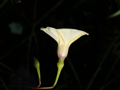 Ipomoea