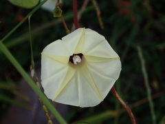 Ipomoea