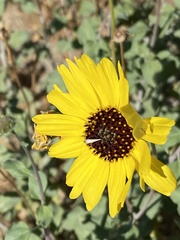 Encelia asperifolia
