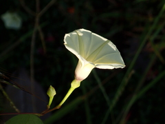 Ipomoea