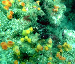 Tubastraea