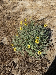 Encelia asperifolia