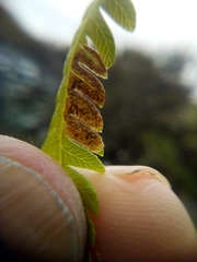 Phytoliriomyza tearohensis