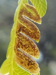 Phytoliriomyza tearohensis