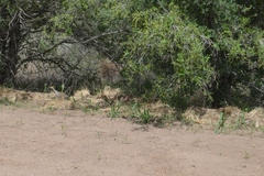 Nothoprocta cinerascens