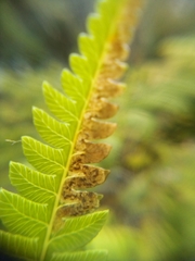 Phytoliriomyza tearohensis