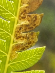 Phytoliriomyza tearohensis