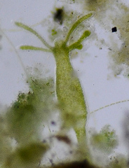 Hydra viridissima