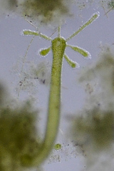 Hydra viridissima