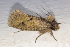 Acrolophus kearfotti