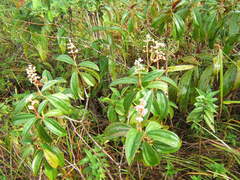 Miconia ciliata
