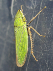 Draeculacephala minerva