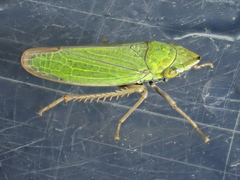 Draeculacephala minerva