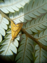 Glaucocharis auriscriptella